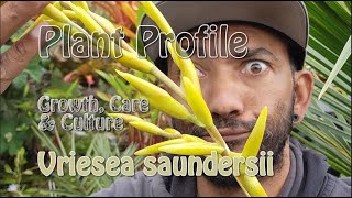 Vriesea saundersii Plant Profile Growth Care amp Culture [upl. by Nnayr]