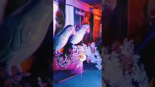 Machine oprated Birds collection🐧🐦youtubeshorts shortvideomusicbirdscollection enjoymentviral [upl. by Dieter]