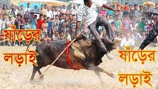 ঐতিহ্যবাহী সিলেটি ষাঁড়ের লড়াই  The traditional Sylhet bullfight  sharer lorai  বিছাল মাইর [upl. by Humberto709]