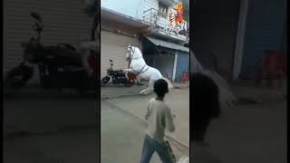 Tejaji ke song pe liln gori ne dance Tejaji liln singare sorts status song shorts shortvideo [upl. by Aryc]