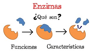 💥 ¿Qué son las Enzimas 💥 Fácil y Rápido  BIOLOGÍA [upl. by Roht]