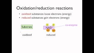 Oxidation and reduction reactions [upl. by Earal]