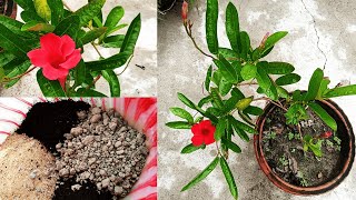 How to Grow Mandevilla in Pots  Tips for growing Mandevilla Vine  How to get more flowers [upl. by Ettennod518]