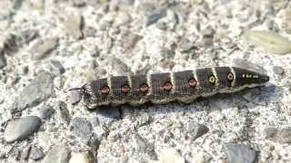 芋虫 セスジスズメの幼虫 スロー映像 Sphingidae Caterpillar Moth Larva 120fps Slow Motion [upl. by Briggs408]