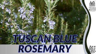 Growing TUSCAN BLUE ROSEMARY Quick Tips for Rosmarinus Officinalis [upl. by Carbone]