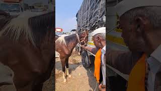 Yeola Horse Market 2023 Horses for sale [upl. by Ynohtnaed]