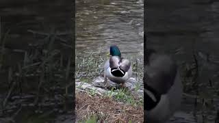 a Mallard on a drizzly day [upl. by Ytitsahc490]