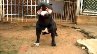 Cachorro Macho Staffordshire Bull Terrier [upl. by Nagard154]