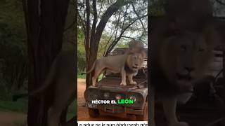 Genial este LEON toma el taxi a casa 🦁🚕 lion animals nature [upl. by Abdel1]