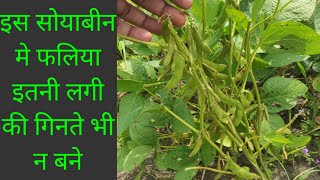 सोयाबीन एक और शानदार किस्म JS 2117 फुल जानकारी  soyabean best variety JS 2117 full review [upl. by Huey182]