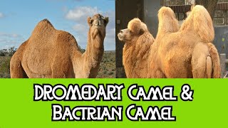 Dromedary Camel amp Bactrian Camel  The Differences [upl. by Melamie]