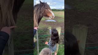 HORSES FOR KIDS  Learn about farm animals for kids shorts [upl. by Nolyarg]