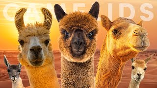 All 7 Camelid Species amp The Legendary Silk Road [upl. by Ardnosac]