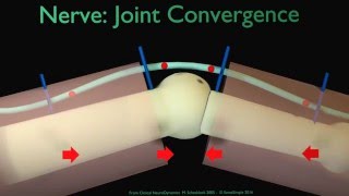 Nerve Joint Convergence [upl. by Oilasor]