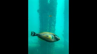 Busselton Jetty Western Australia [upl. by Michaelina551]