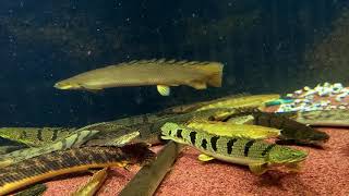 Polypterus senegalus quotLake Turkanaquot 45cm male [upl. by Rafaello]