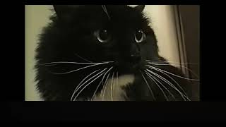 Oh Long Johnson Cat Original 1990s Video [upl. by Ulises]