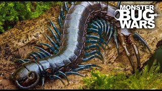 Best Centipede Showdowns  MONSTER BUG WARS [upl. by Atahs]