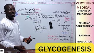 Metabolism  Glycogenesis [upl. by Laamaj]