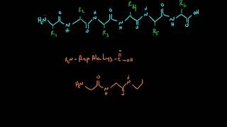 Drawing Peptides [upl. by Seuqirdor]