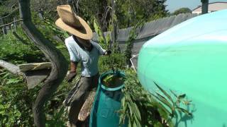 Making a Drum of Comfrey Tea ferment [upl. by Vola639]