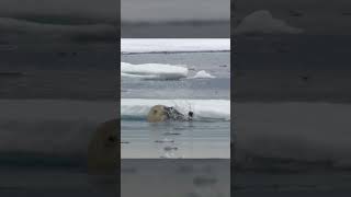 Polar Bears Stealty Ambush on a Seal From BBC Earth wildlife animals [upl. by Olwena125]