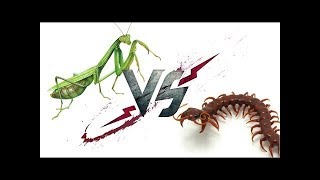 Scolopendra vs Mantis  WHO WILL WIN [upl. by Ephraim805]