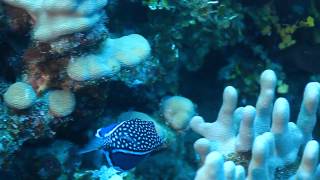 A whitleys boxfish male [upl. by Nawiat]