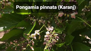 Pongamia pinnata Karanj [upl. by Kordula]