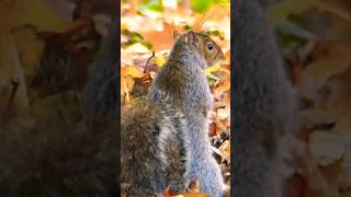 Upstanding squirrel [upl. by Ierdna]