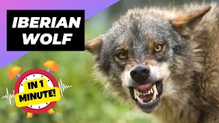 Iberian Wolf 🐺 The Fearsome Guardian Of The Peninsula  1 Minute Animals [upl. by Amuwkuhc]