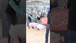 Karis ended up 3rd Overall Light AOB at Gold Rush Classic with her landrace showpig showpig pigs [upl. by Eimmot942]