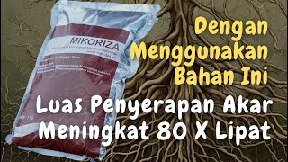 Manfaat Mikoriza Bagi Tanaman Meningkatkan Penyerapan Unsur Hara dan Air [upl. by Thorlie]