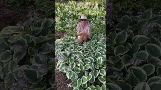 Why I Love Hostas gardening hostas garden fallgardening autumninspiration [upl. by Alake]