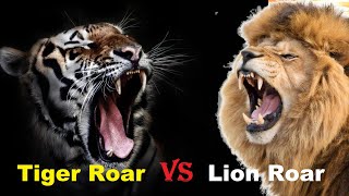 Tiger Roar VS Lion Roar  Tiger Roar VS Lion Roar Which is The Best [upl. by Assillem]