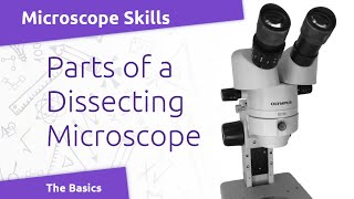 Microscope Basics Parts of a Stereomicroscope [upl. by Tobey619]