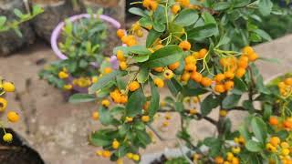 Pyracantha Firethorn Mukhia Nursery [upl. by Dorcea]