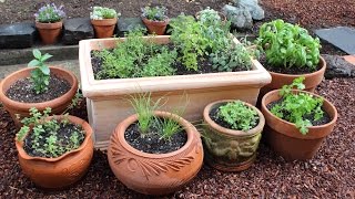 How to Plant a Culinary Herb Garden DIY Kitchen Garden [upl. by Ydnew]