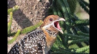 Eastern Koel as seen in the Hunter Valley NSW [upl. by Sikleb]