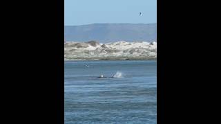 Shark in Hermanus Lagoon [upl. by Salter942]