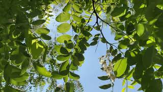 Black locust  branches leaves amp flowers in the sun  June 2023 [upl. by Basilio338]