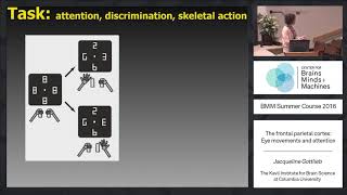 The frontal and parietal cortex Eye movements and attention [upl. by Leupold22]