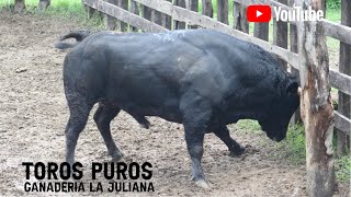 Llegada de los toros puros a la Ganadería La Juliana de los Hnos Cumplido Mendoza [upl. by Beichner602]