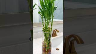 Water propagation lucky Bamboo care homedecor indoorplants happiness showpiece gardening diy [upl. by Ailil257]