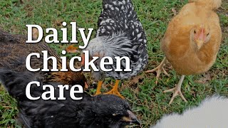 Daily Chicken Care Documentary [upl. by Sayles70]