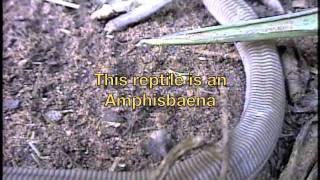 One weird reptile Amphisbaena alba [upl. by Htebasile75]