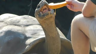 Giant tortoises getting pumpkins as a treat at the Philadelphia zoo [upl. by Prudie]