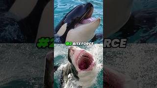 Killer Whale VS Great White Shark who will win [upl. by Topper]