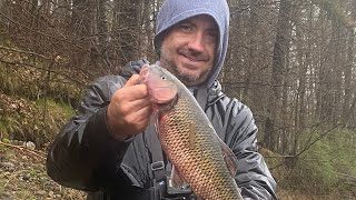 Full video of my very close to Vermont state record fallfish [upl. by Dorion987]