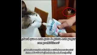 Yogur para Gatos con Probióticos [upl. by Frear]